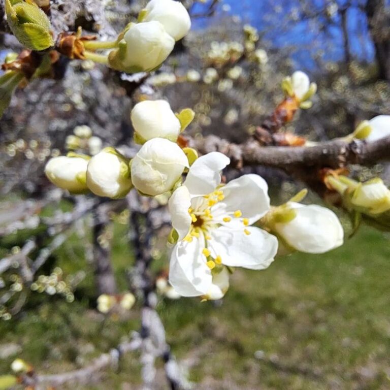 Nu börjar slånet, i vår trädgård, att blomma!