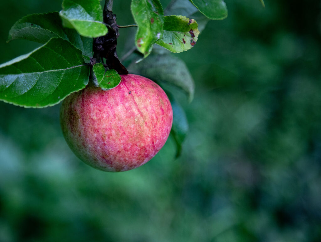 Rött äpple som hänger i trädet. Gröna blad runt och grön bakgrund.