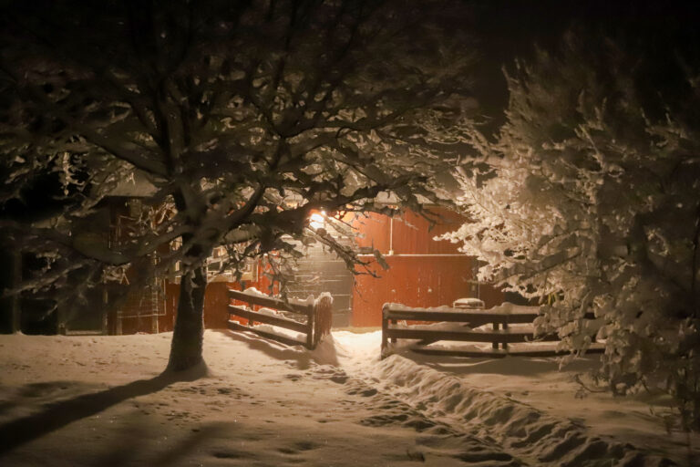 snöiga träd i mörkret som lyses upp av en lampa